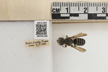 Media type: image;   Entomology 791149 Aspect: Labels